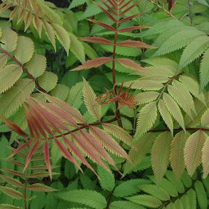 False Spirea Dwarf Ash Leaf - 2c