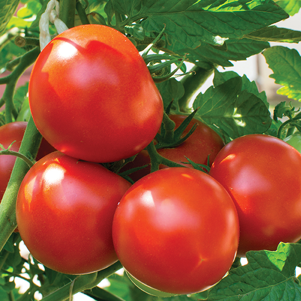  Tomato Plants - 4in