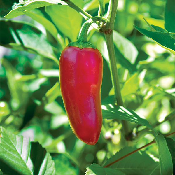  Pepper Plants - 4in