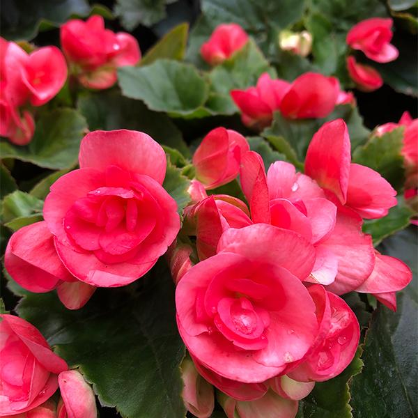 Begonias 6-Pack