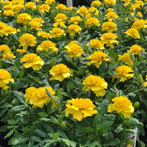 Marigold 6-Pack