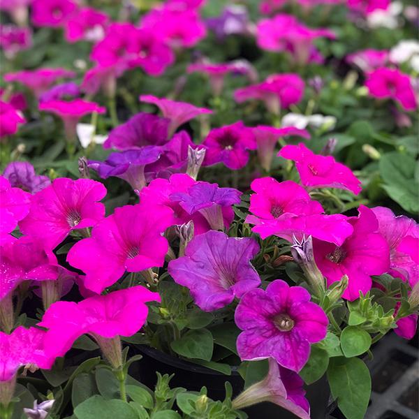 4 In Wave Petunia