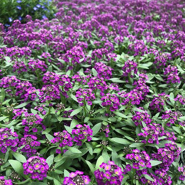 Alyssum 6-Pack