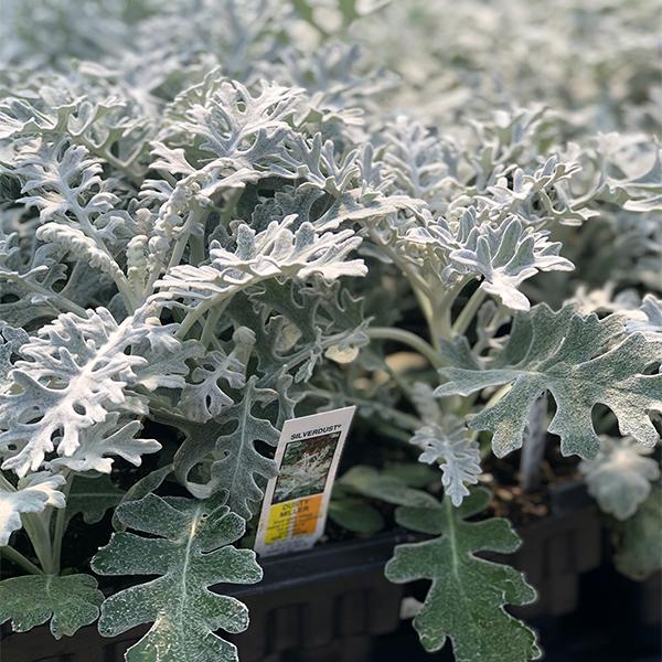 Dusty Miller 6-Pack