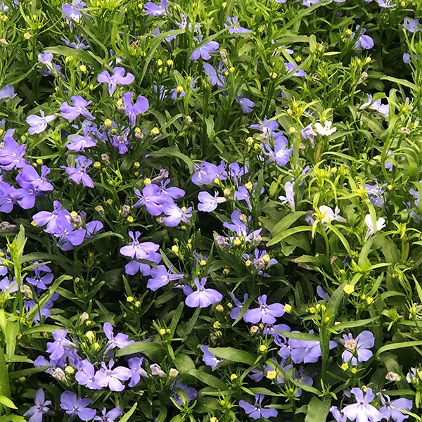 Lobelia 6-Pack