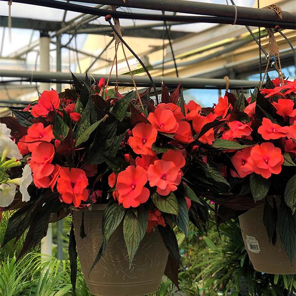 New Guinea Imp Hanging Basket - 10in