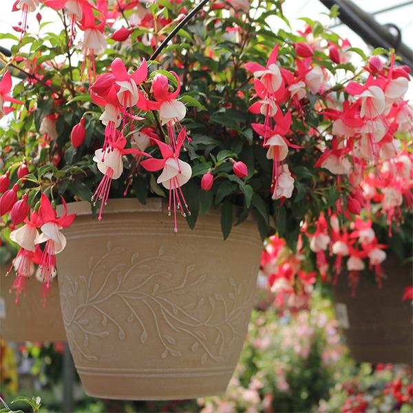 Fuchsia Hanging Basket - 10in