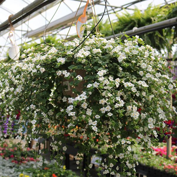 10in Bacopa Hanging Basket