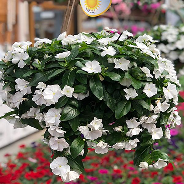 Flowering Vinca Hanging Basket - 10in