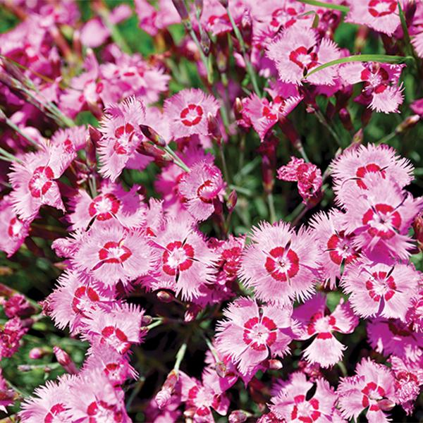 Dianthus 6-Pack