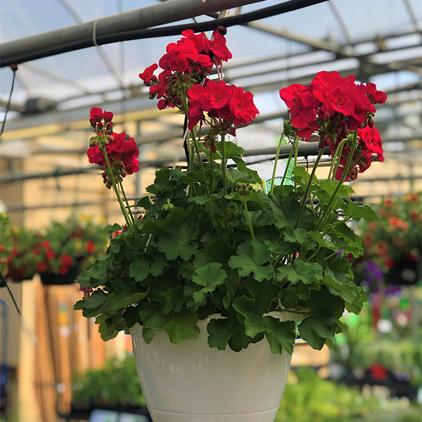 Geranium Hanging Basket - 10in