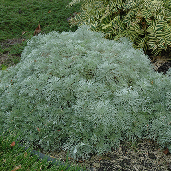  Artemisia Silver Mound - 1c
