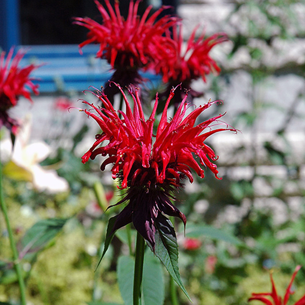 Monarda Jacob Clin - 1c