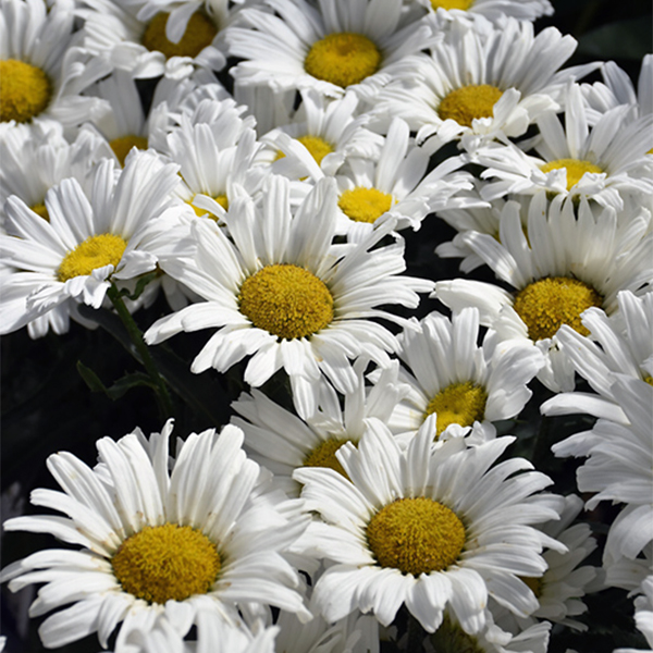 Leucanthemum Daisy May PW - 1c