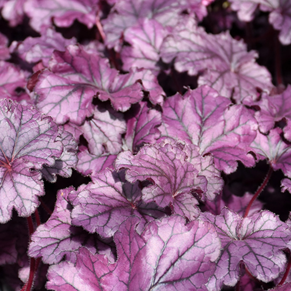 Heuchera Forever Purple - 1c