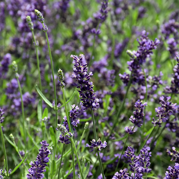 Lavandula Superblue - 1c