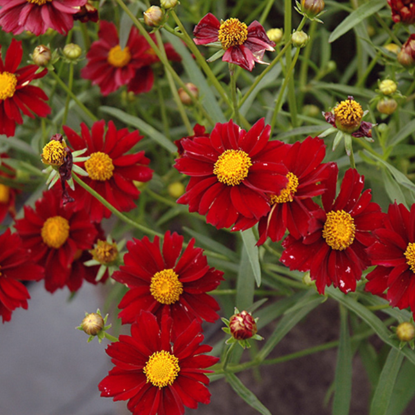 Coreopsis Mercury Rising - 1c