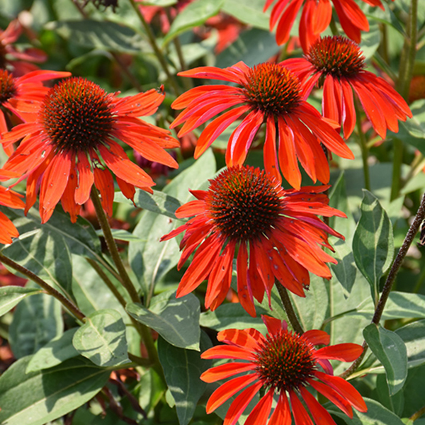 Echinacea Sangrita - 1c