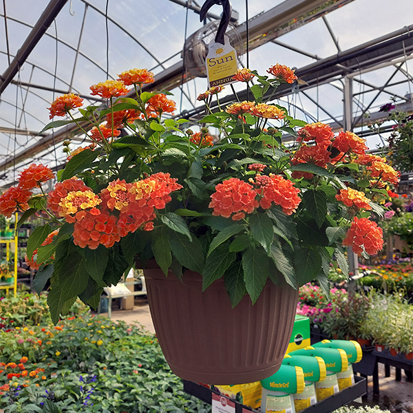 Lantana Hanging Basket - 10in