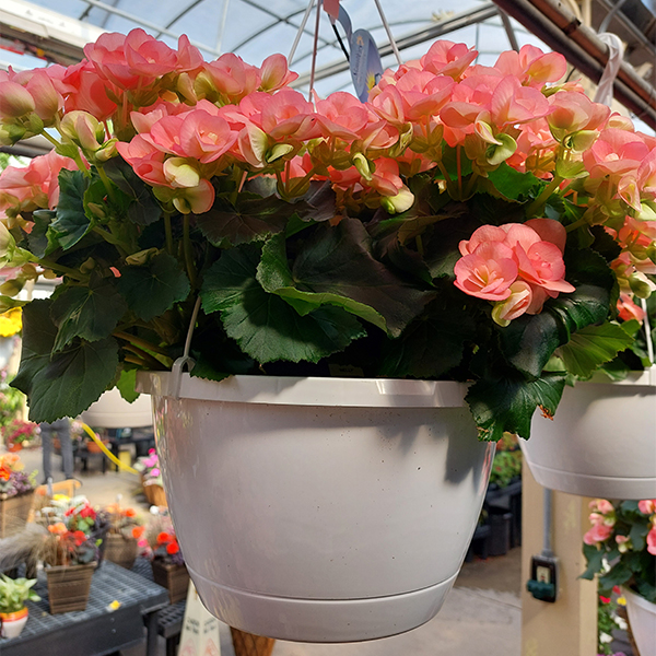 Begonia Hanging Basket - 10in