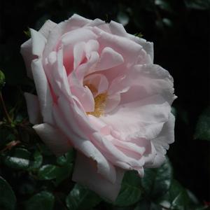 Climber Rose - New Dawn - 3c