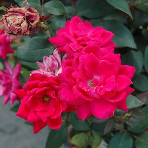 Knock Out Roses Red Raspberry - 3c