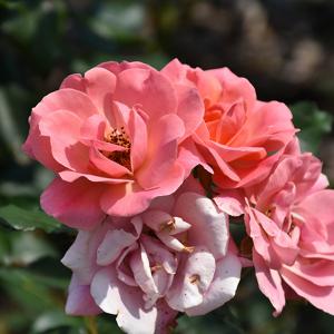Knock Out Roses Coral - 3c