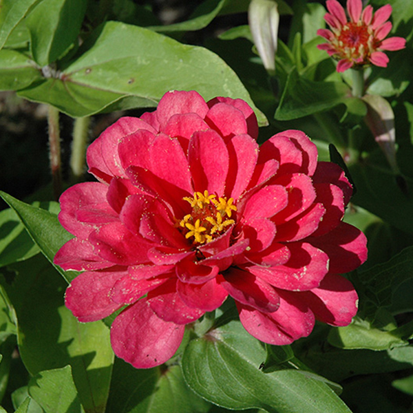 Zinnias 6-Pack