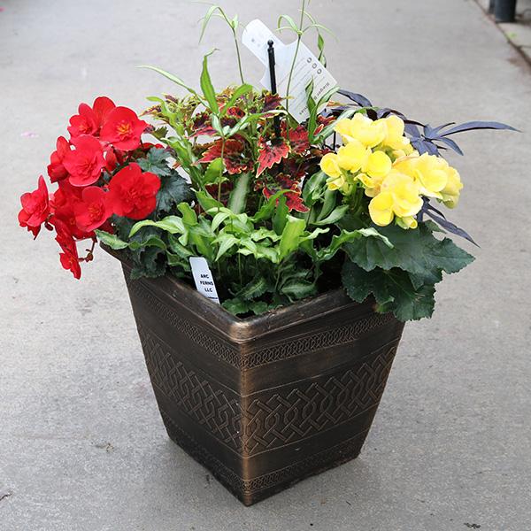 Mixed Planter Premium - 10in