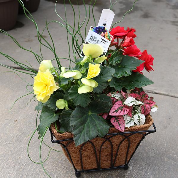 Premium Mixed Planter - 8in
