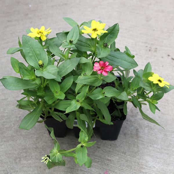 Zinnias 6-Pack