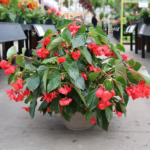 10in Dragon Wing Begonia Hanging Basket