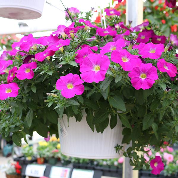 10in Wave Petunia Hanging Basket