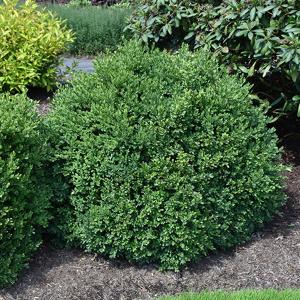 Boxwood - 3c