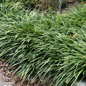 Lily Turf Big Blue - 1c