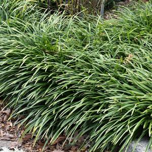 Lily Turf Big Blue - 4"pot