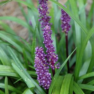 Lily Turf Royal Purple - 1c
