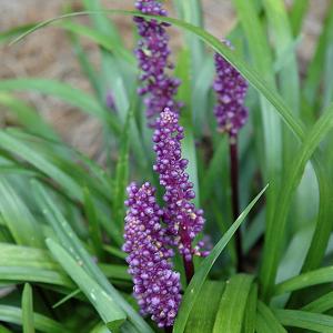 Lily Turf Royal Purple - 4"pot
