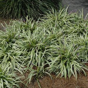 Lily Turf Variegated - 4" pot