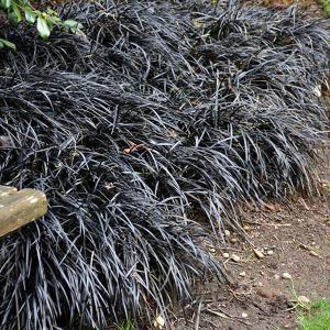 Grass Dwf Black Mondo - 1c