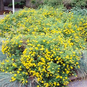 Potentilla Gold - 3c