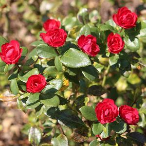 Roses Knock Out Petite Red - 2c
