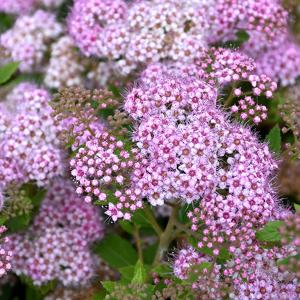 Spirea - 3c