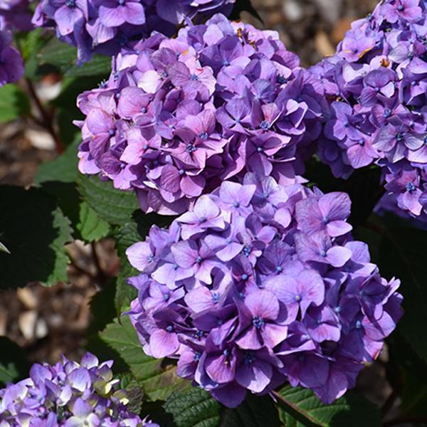 Hydrangea Macrophylla Endless Summer® Bloomstruck - 3c