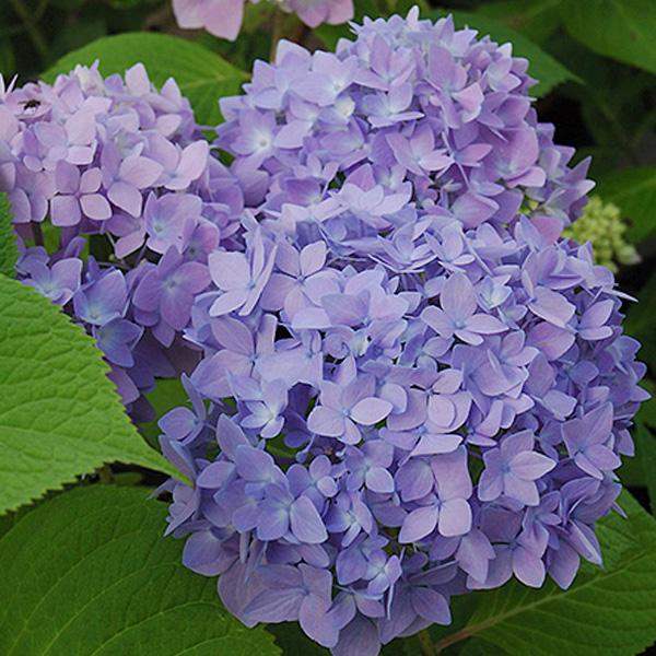 Hydrangea Macrophylla Endless Summer® Original - 2c