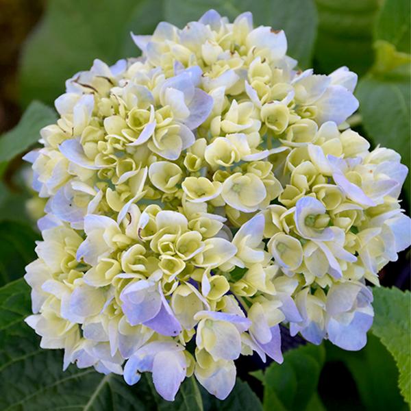 Hydrangea Macrophylla Nantucket Blue - 3c