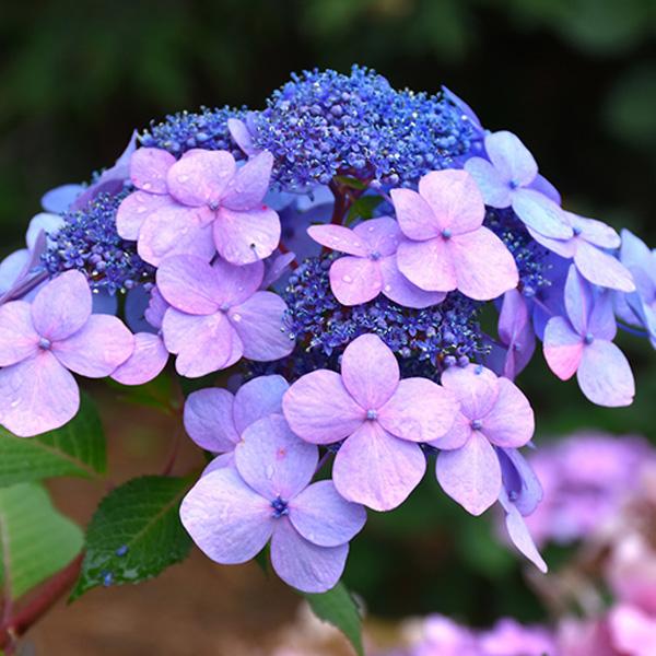 Hydrangea Macrophylla Endless Summer® Twist N Shout - 3c