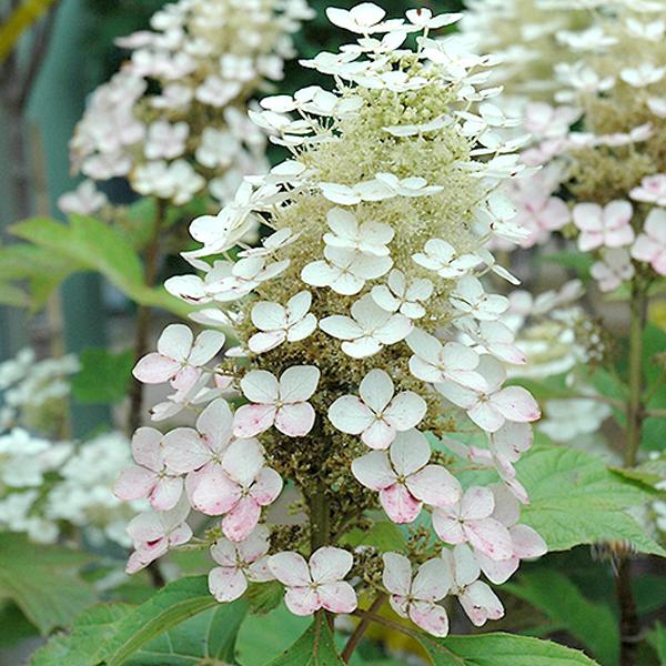 Hydrangea Quercifolia Alice - 3c