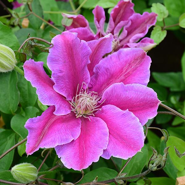 Clematis Pk Bi-Color - 1c 