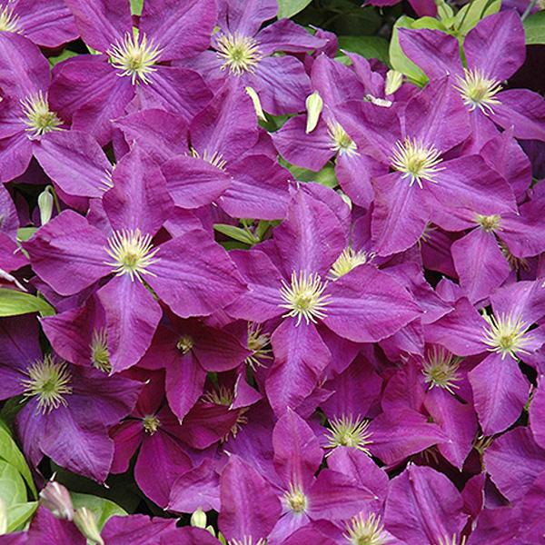 Clematis Purple - 1c